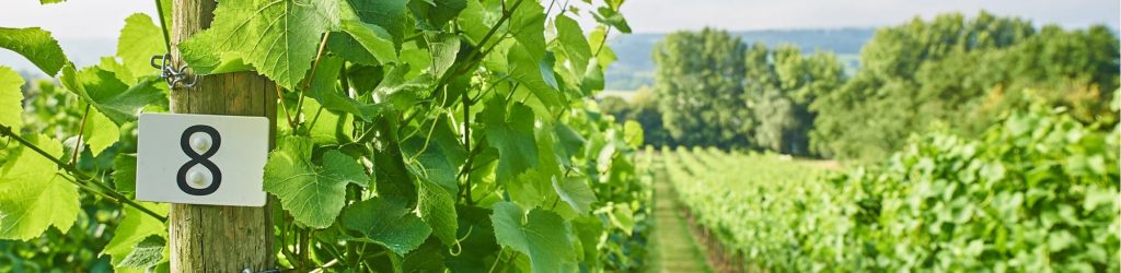 our-vineyards-min-1024×250